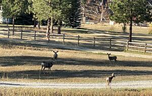 Peaceful Retreat Along the Bitterroot River - Conner, Montana