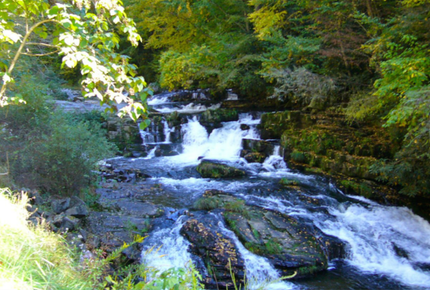 Mystic Forrest Nantahala N.C.