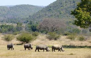 Big Five Game Lodge Tsheshepe - Vaalwater, South Africa