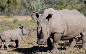 Big Five Game Lodge Tsheshepe - Vaalwater, South Africa
