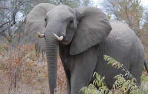 Big Five Game Lodge Tsheshepe - Vaalwater, South Africa