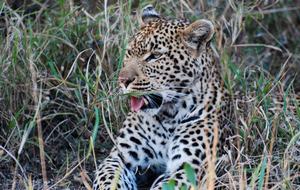 Big Five Game Lodge Tsheshepe - Vaalwater, South Africa