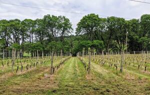 Modern Comfort Meets Vintage Charm in Oregon Wine Country - Newberg, Oregon