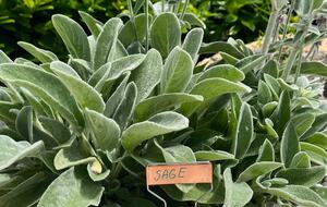 A Serene Stone Villa with Adriatic Sea Views - Poljane, Croatia