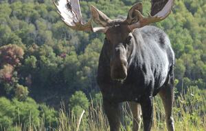 Secluded Wilderness Retreat Minutes from Park City - Park City, Utah