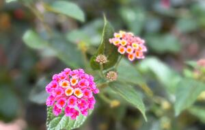 A Vibrant Retreat Near Naples Beach - Naples, Florida