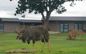 Exclusive Off-Grid Lodge Near Addo National Park - Addo, South Africa