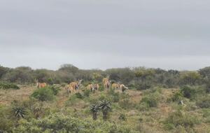 Exclusive Off-Grid Lodge Near Addo National Park - Addo, South Africa