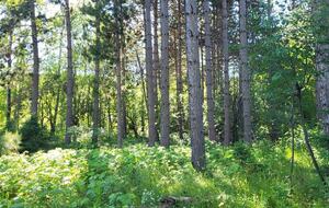 Relaxed Country Living Minutes from Lake Superior - L'Anse, Michigan