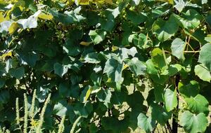 Relaxed Country Living Minutes from Lake Superior - L'Anse, Michigan