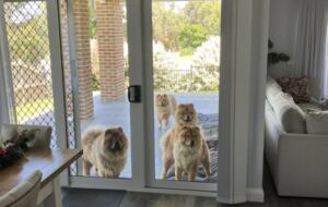 Refined Beachside Retreat with Spacious Living Near Phillip Island - Corinella, Australia