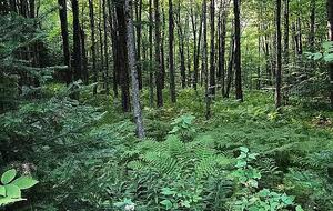 Timeless Charm on 14 Private Acres in Montgomery - Montgomery, Vermont