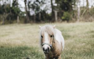 The Homestead at Bundara Farm - Berry, Australia