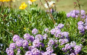 Starbright Cottage - Peebles, United Kingdom