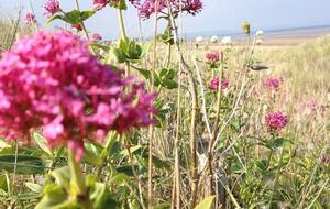 Beach House - New Romney, United Kingdom