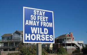 Ocean Views and Wild Horses | A Secluded Corolla Retreat - Corolla, North Carolina