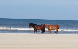 Ocean Views and Wild Horses | A Secluded Corolla Retreat - Corolla, North Carolina