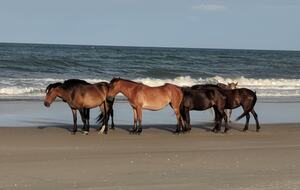 Ocean Views and Wild Horses | A Secluded Corolla Retreat - Corolla, North Carolina