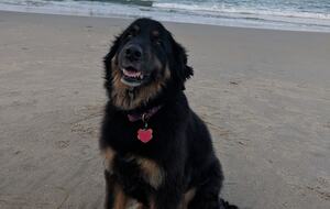 Ocean Views and Wild Horses | A Secluded Corolla Retreat - Corolla, North Carolina