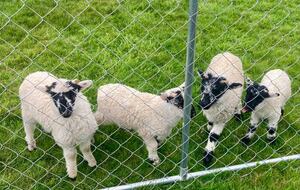 Gortatlea - Gortatlea, Ireland