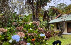 Rainforest Haven Near Volcano National Park - Volcano, Hawaii