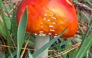 Charming Countryside Retreat Near Guasca - Guasca, Colombia