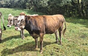 Charming Countryside Retreat Near Guasca - Guasca, Colombia