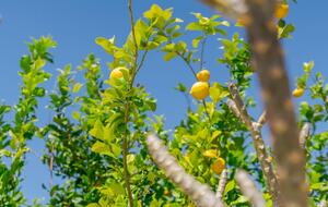 Desert Elegance with Private Pool Near Coachella - Indio, California
