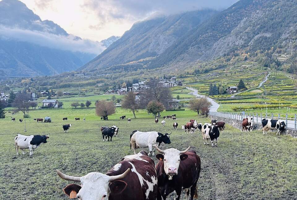 Morgex is an agricultural community-cows are a common sighting
