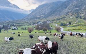 Morgex is an agricultural community-cows are a common sighting