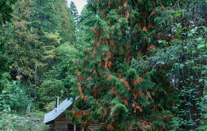 Tranquil Two-Level Retreat on the Shores of Tappen - Tappen, Canada