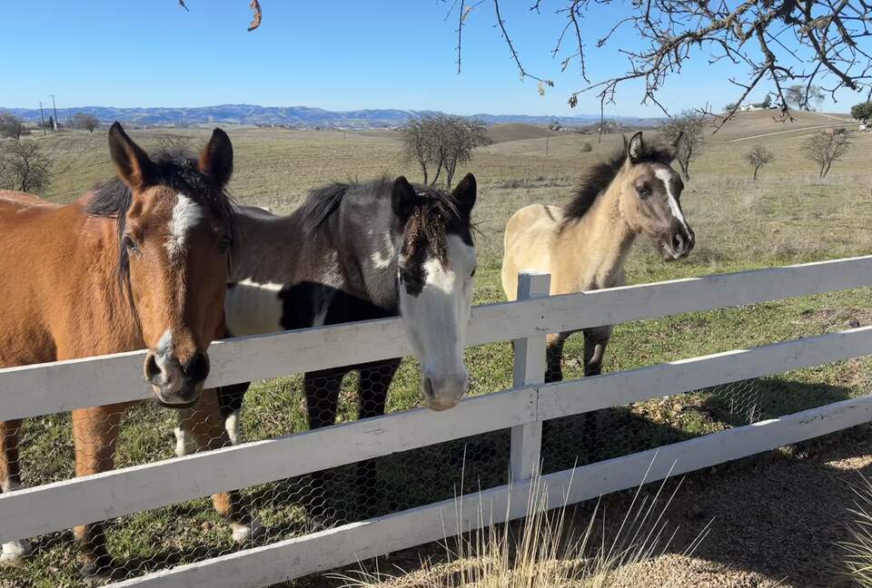 Exquisite Wine Country Escape with Sweeping Views - Paso Robles, California