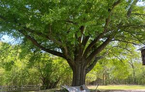Charmed by History | A Pair of Thoughtfully Restored Retreats - Loganville, Georgia