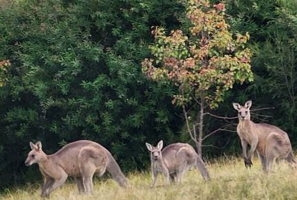 Alkira @ Bawley - brand new home, walk to beach - Bawley Point, Australia