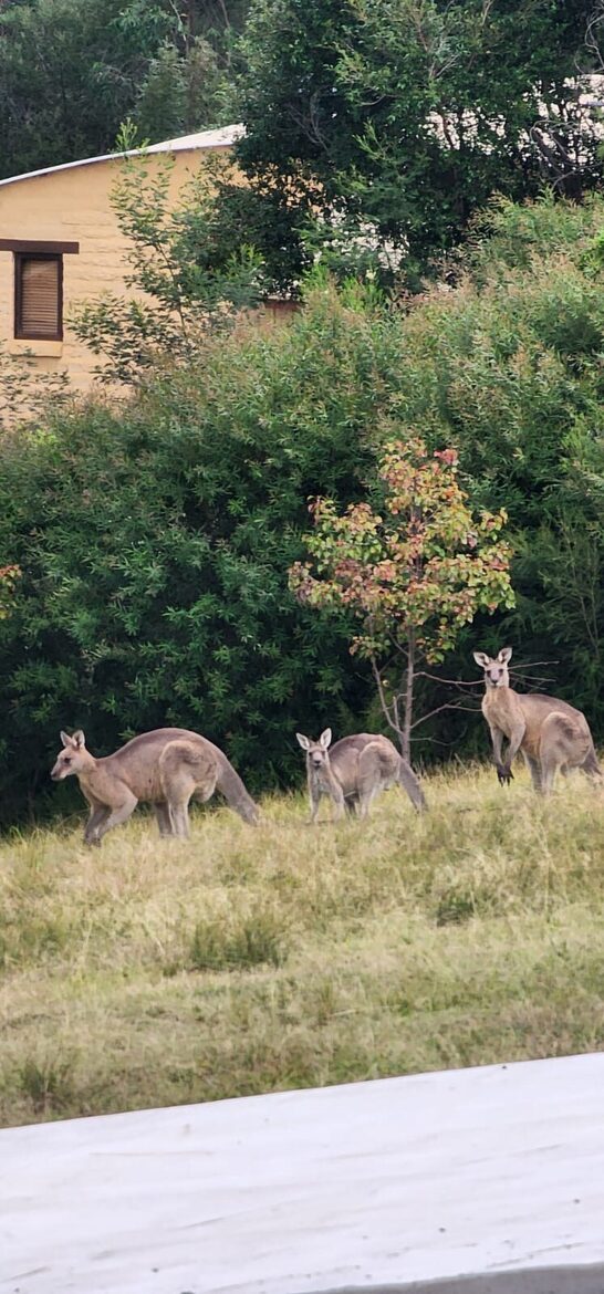 Alkira @ Bawley - brand new home, walk to beach - Bawley Point, Australia