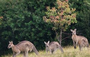 Alkira @ Bawley - brand new home, walk to beach - Bawley Point, Australia