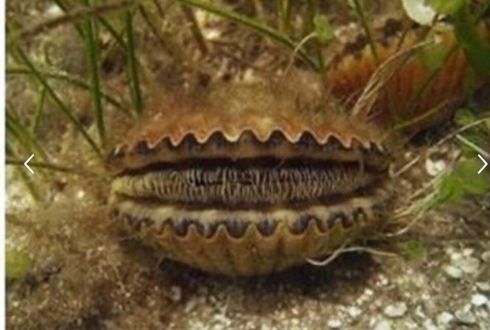 Cozy Nature Escape with Resort Amenities | Boat Rental Available - Steinhatchee, Florida