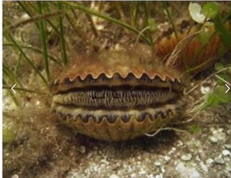 Cozy Nature Escape with Resort Amenities | Boat Rental Available - Steinhatchee, Florida