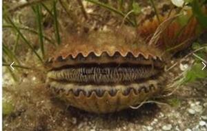 Cozy Nature Escape with Resort Amenities | Boat Rental Available - Steinhatchee, Florida