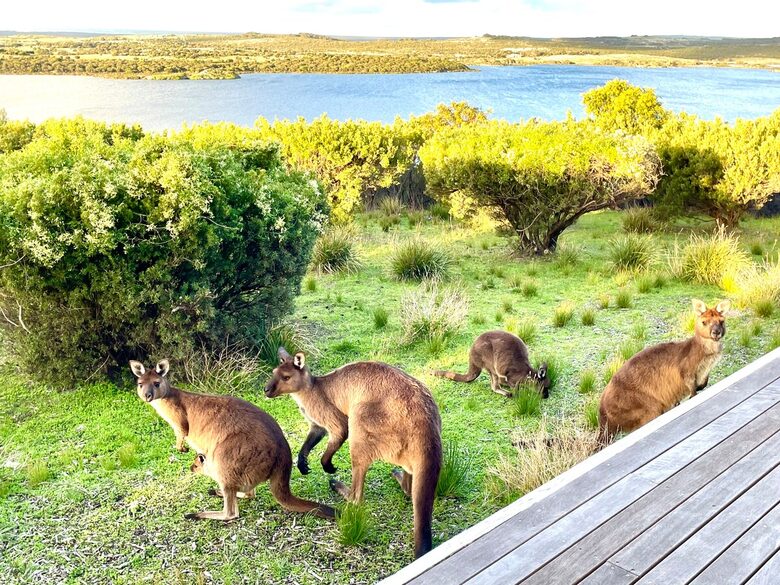 Bushland Elegance on Pelican Lagoon - Pelican Lagoon, Australia