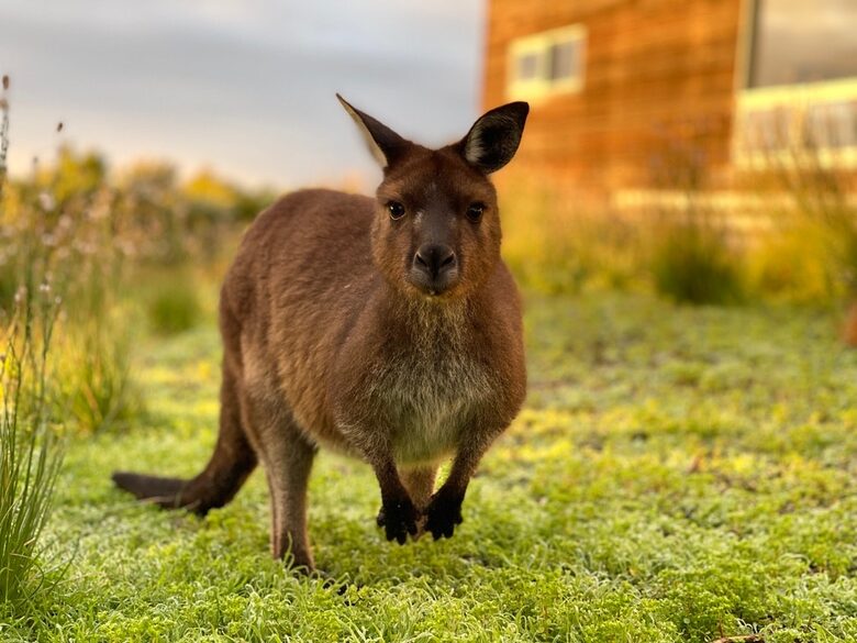 Bushland Elegance on Pelican Lagoon - Pelican Lagoon, Australia