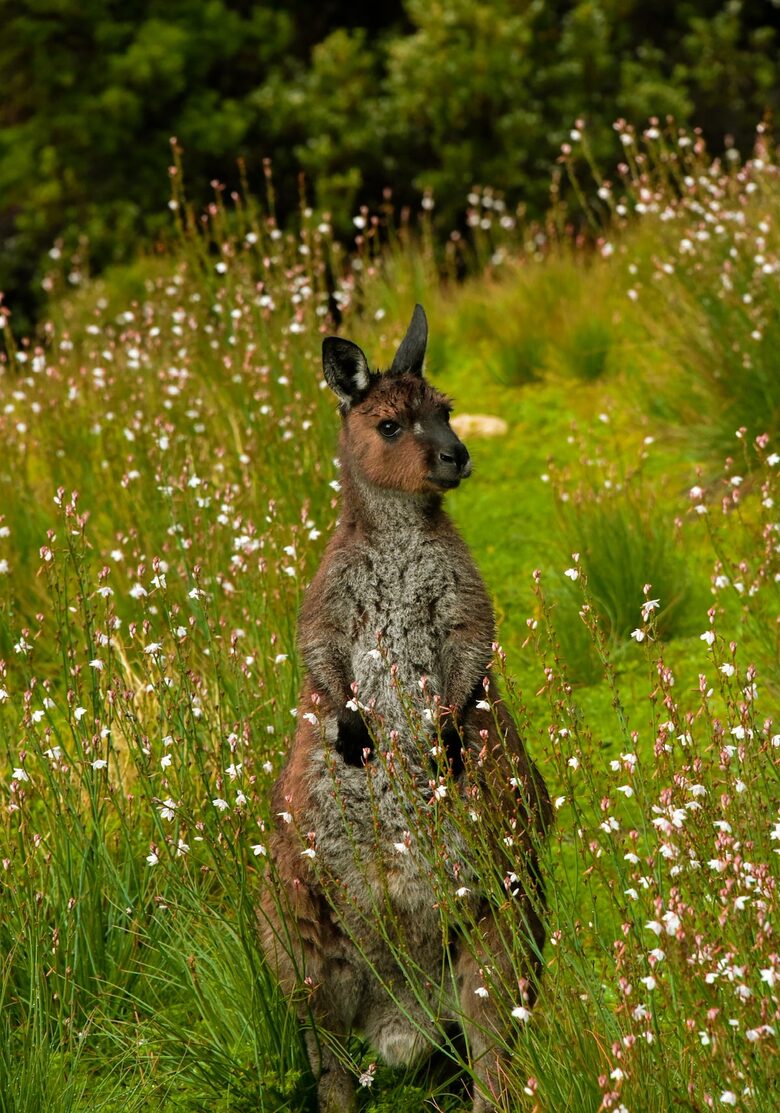 Bushland Elegance on Pelican Lagoon - Pelican Lagoon, Australia