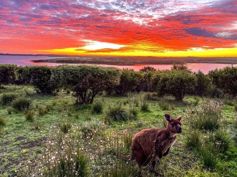 Bushland Elegance on Pelican Lagoon - Pelican Lagoon, Australia