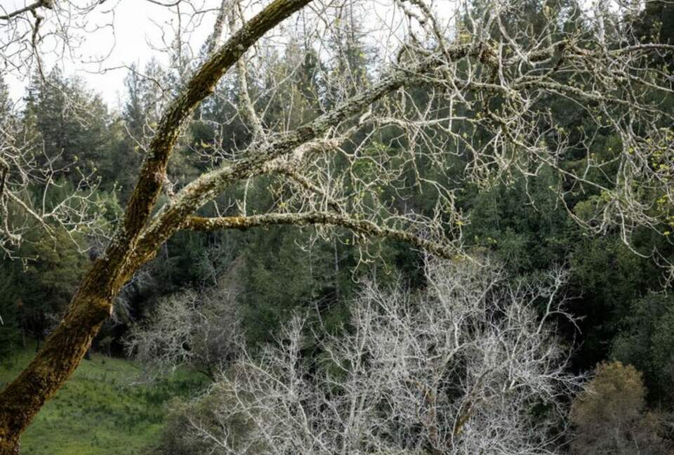 NewTree Ranch | Where Nature Meets Ultra-Luxury - Healdsburg, California