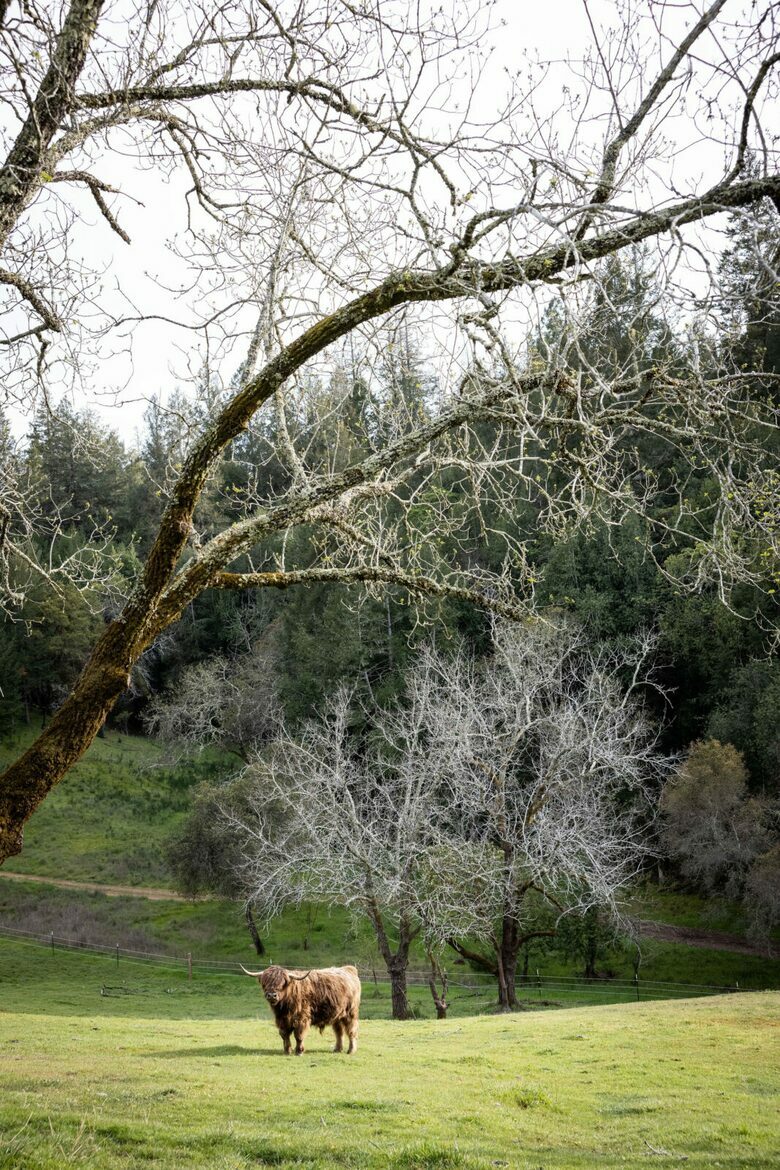 NewTree Ranch | Where Nature Meets Ultra-Luxury - Healdsburg, California