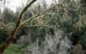 NewTree Ranch | Where Nature Meets Ultra-Luxury - Healdsburg, California