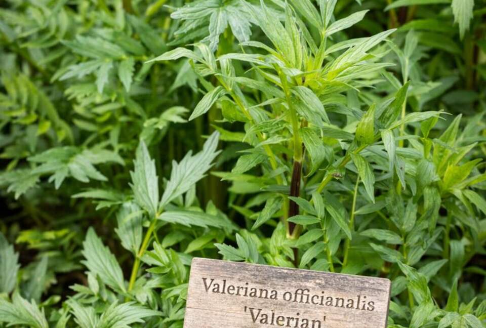 NewTree Ranch | Where Nature Meets Ultra-Luxury - Healdsburg, California