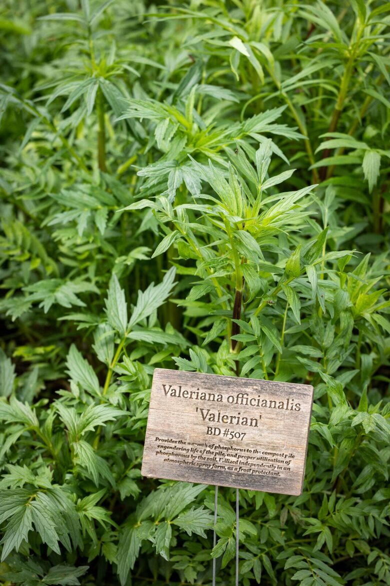 NewTree Ranch | Where Nature Meets Ultra-Luxury - Healdsburg, California