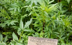 NewTree Ranch | Where Nature Meets Ultra-Luxury - Healdsburg, California