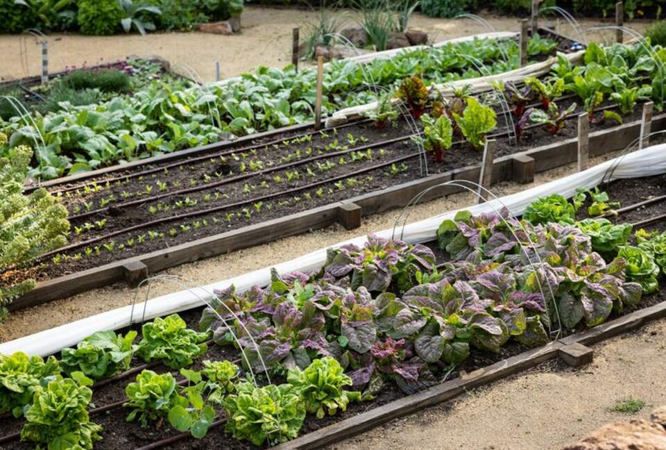 NewTree Ranch | Where Nature Meets Ultra-Luxury - Healdsburg, California